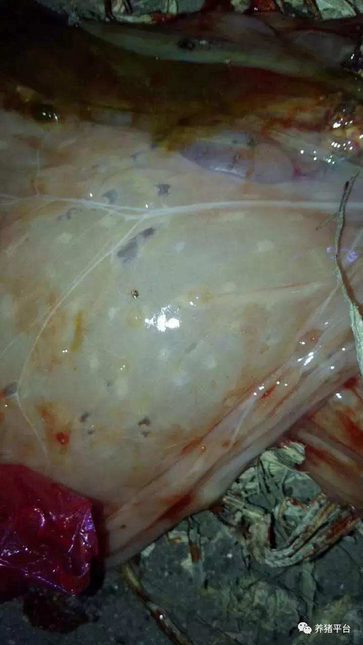 母猪毒素蓄积引起亚健康，导致一系列繁殖障碍，怎么解决？