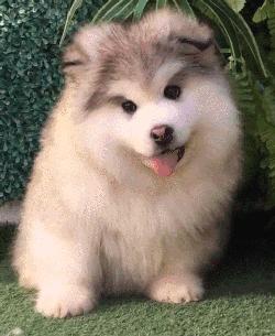 小时候萌长大了帅的狗狗,小时候萌的狗狗