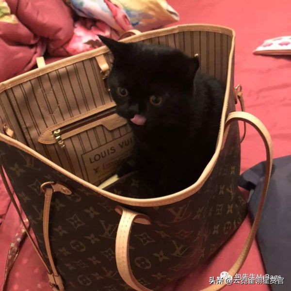 超好看的宠物包,好看又大的宠物包