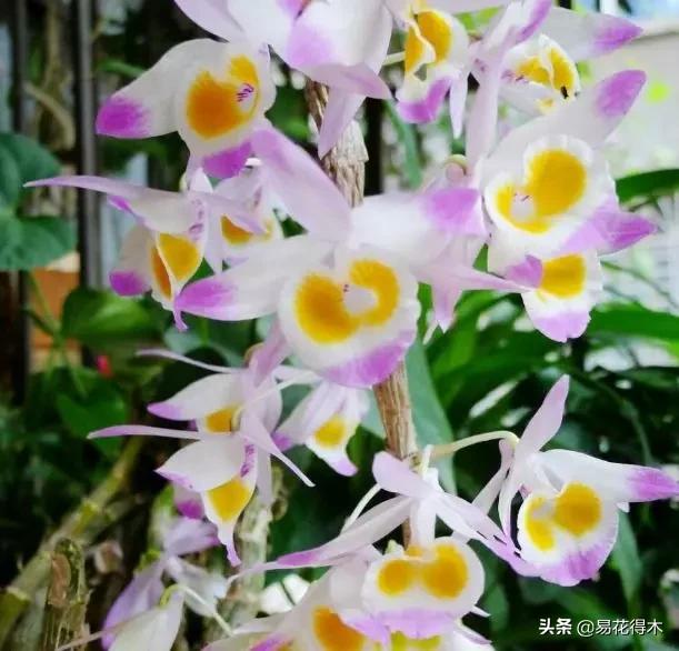 条状石斛和钉状石斛的区别,翅梗石斛与黑毛石斛的区别