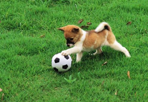 狗软骨病怎么治疗最好,狗得了软骨病有什么症状