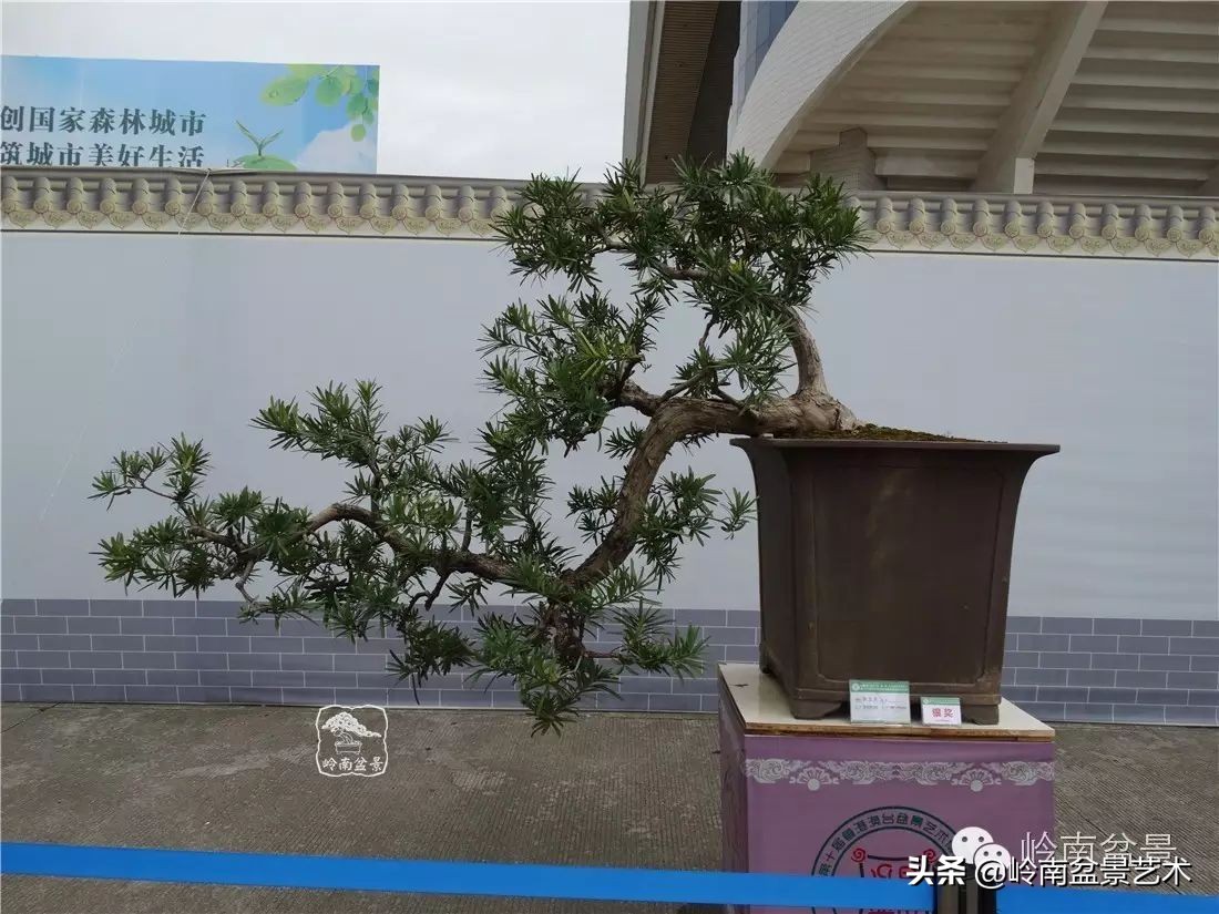 罗汉松盆景开运招财，非其莫属！清风雅韵，当之无愧！