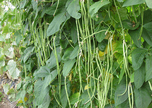 豆角落叶落花还发黄是什么原因,豆角开花少的原因及解决方法