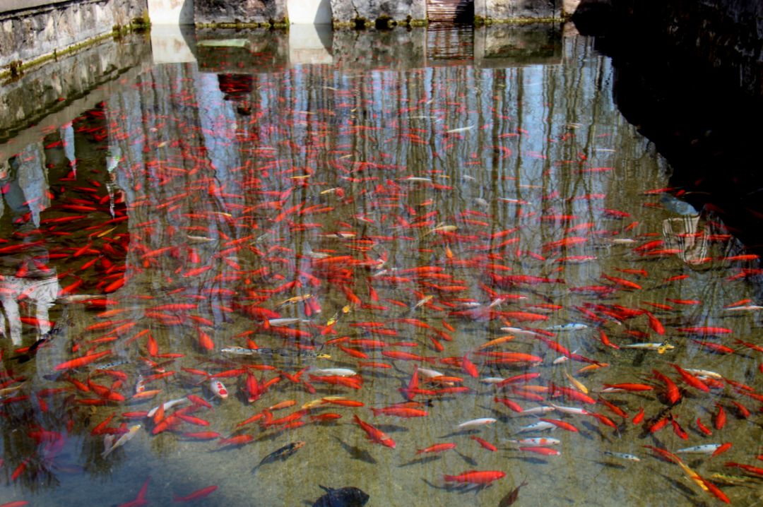 美丽乡村百花开,美丽乡村百花节