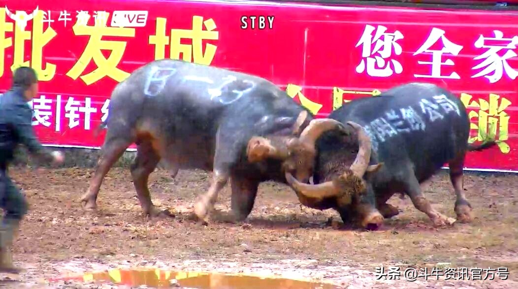贵州甲定牛王斗牛赛,贵州斗牛牛王争霸赛2021