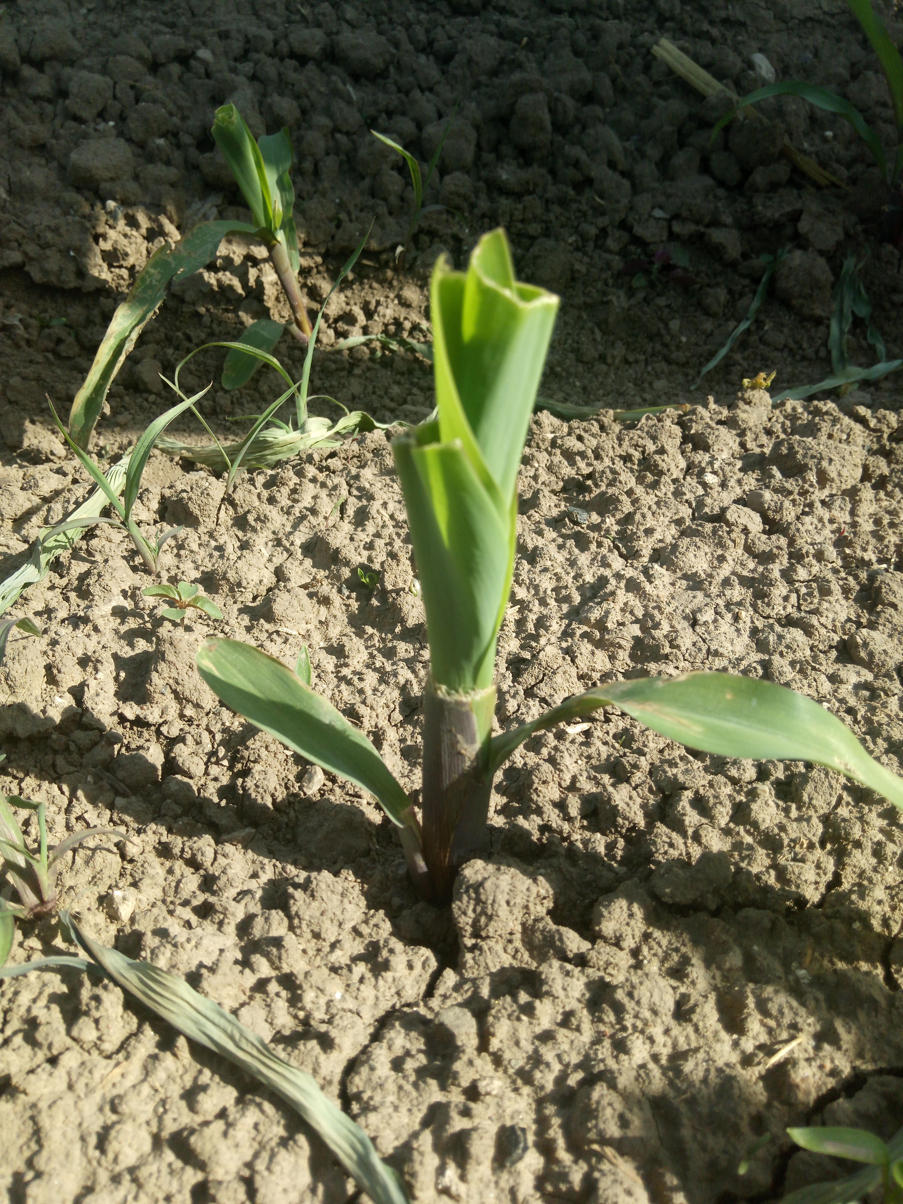 蓟马飞入口中怎么办,蓟马进眼睛了怎么办