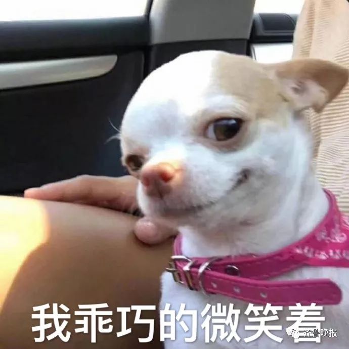 最壕狗窝！主人花3万5为爱宠造了个别墅，泳池和阳光房全都有