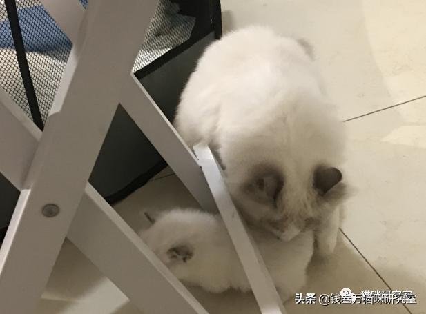 宠物托运全过程狗狗,宠物托运全过程国外