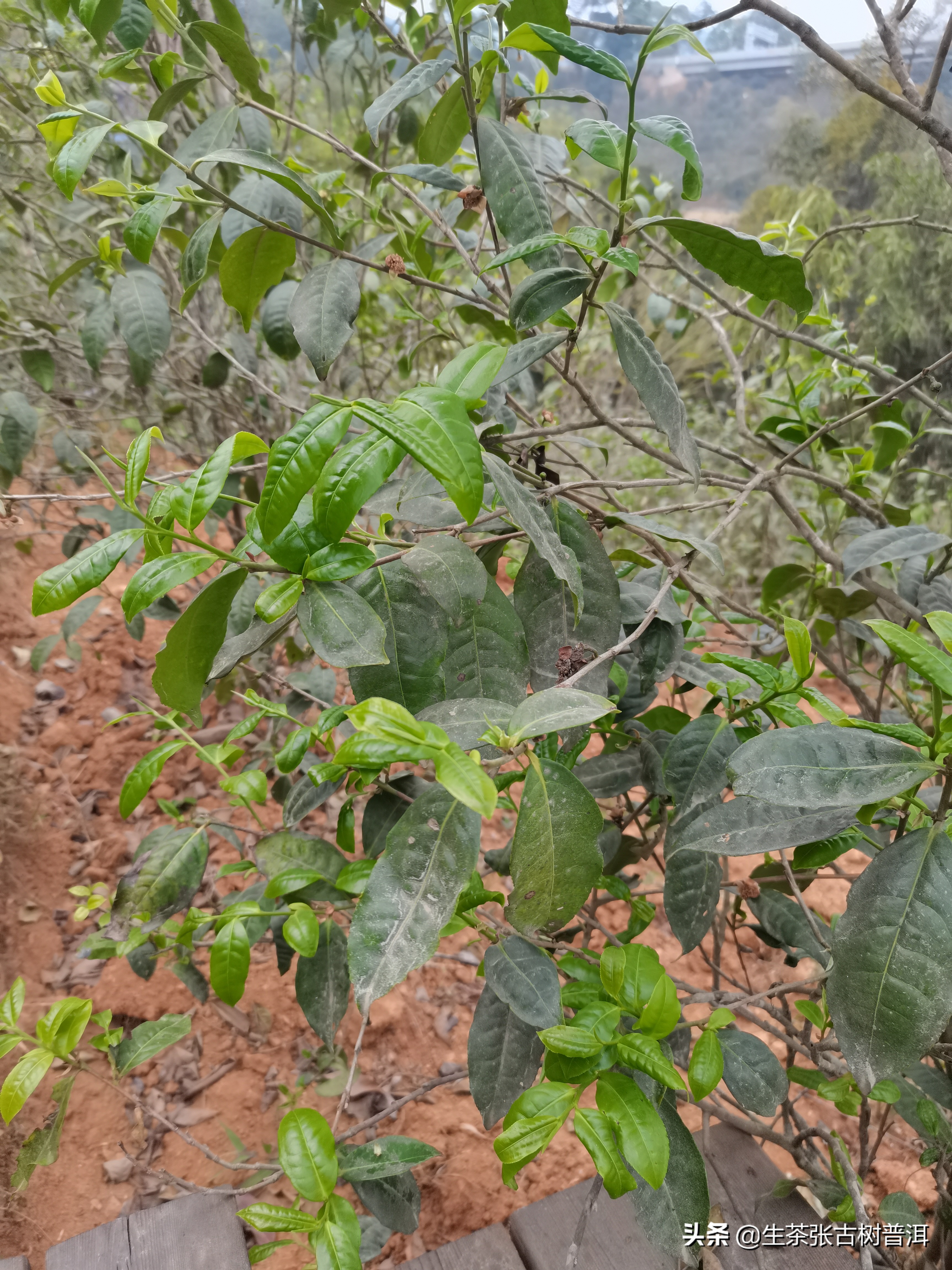 临沧茶区普洱茶优势,临沧产区的普洱茶怎么样