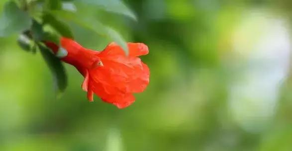 五月榴花照眼明是谁写的,五月榴花照眼明下一句