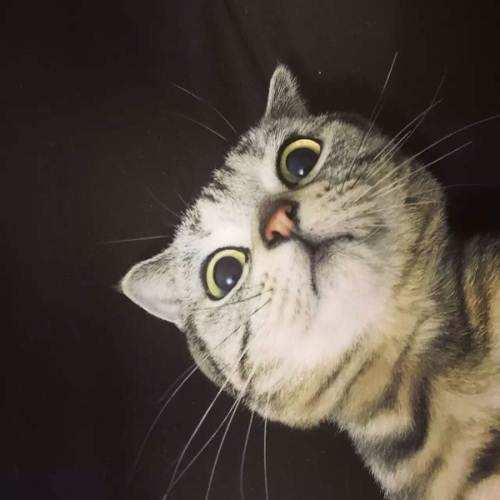 可爱无毛猫视频大全,可爱美短幼崽