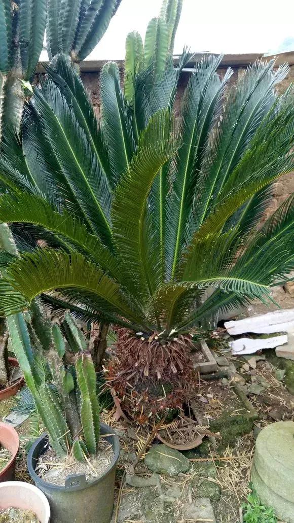 怎样才能让铁树绿油油,老花农养绿萝有秘诀