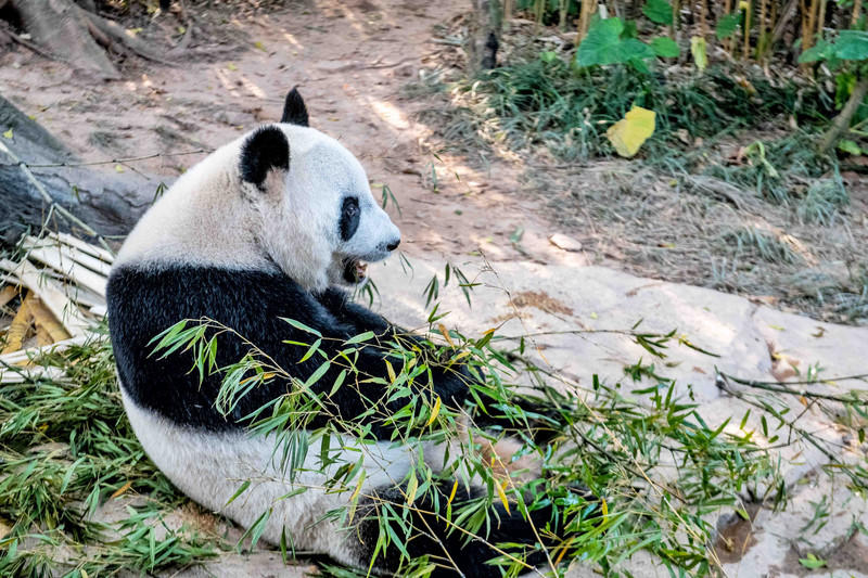 广州长隆野生动物世界旅游攻略,长隆野生动物世界攻略2-3天广州游
