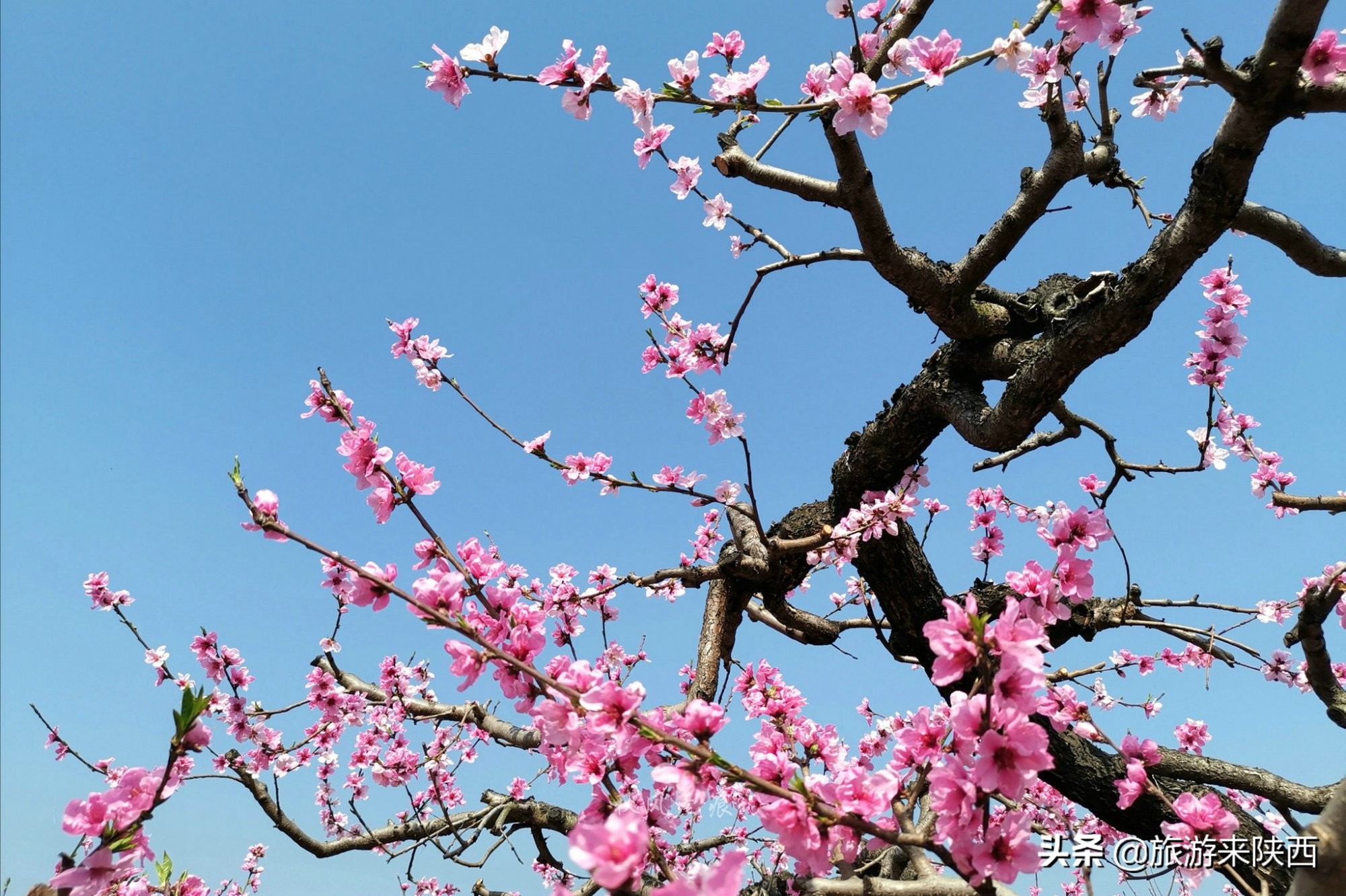 长安区王莽千亩桃园,西安王莽万亩桃花源