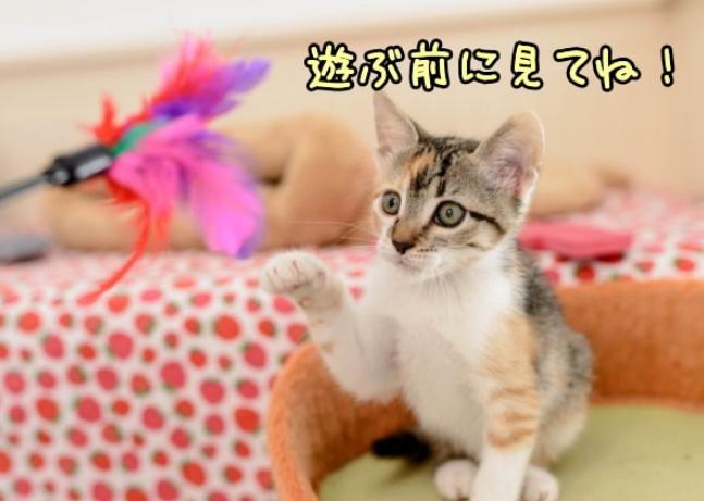 怎么培养猫咪玩游戏,猫咪如何玩儿游戏