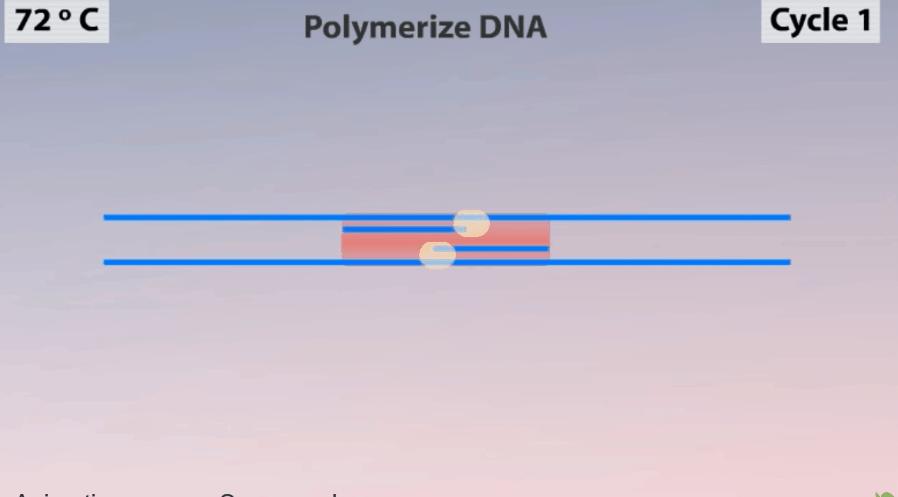 新型冠状病毒pcr检测操作规程,冠状病毒核酸检测pcr试剂