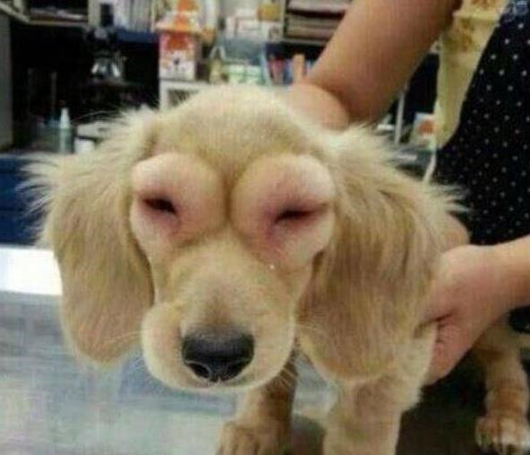 农村人又爱又恨的小昆虫，如今搬上餐桌，真下不去口