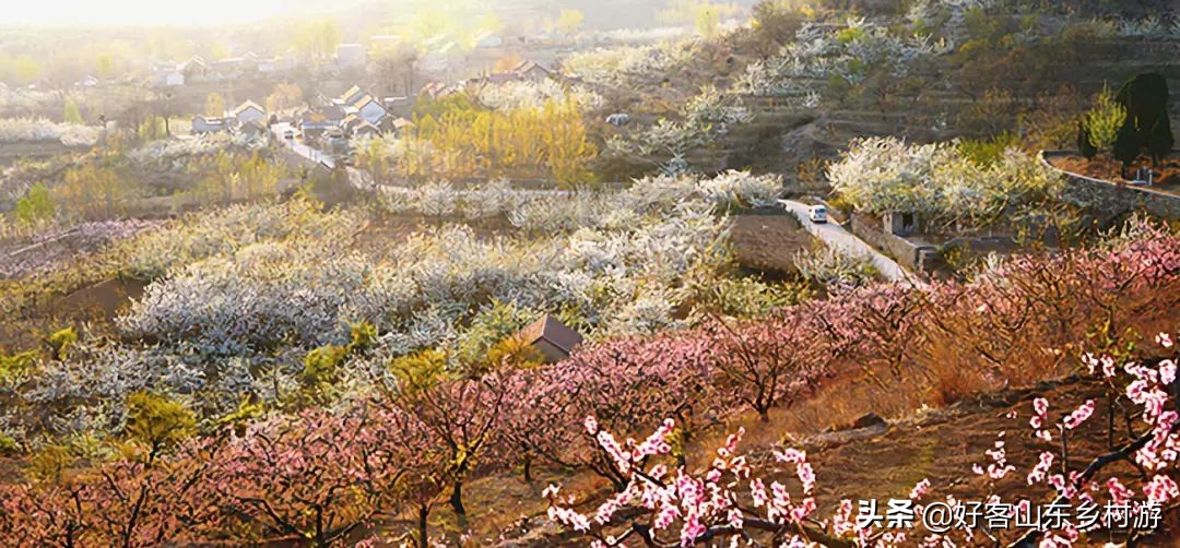 济南春季赏花自驾,济南踏青赏花新模式