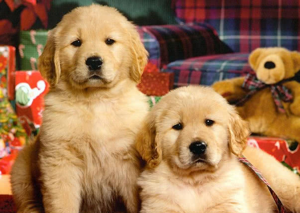 想买金毛,想买金毛去哪里买