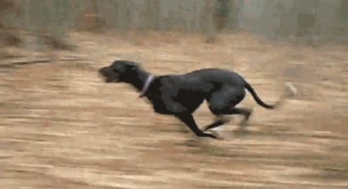 狗狗四个腿各跑各的,外国的狗狗品种