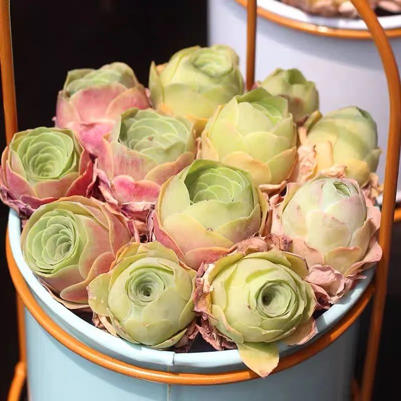 什么品种玫瑰花最好养,永不凋谢的绿玫瑰图片