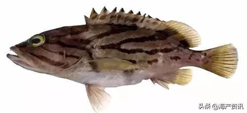 海洋科普世界上都有什么鱼,十种受欢迎的海鲜鱼类