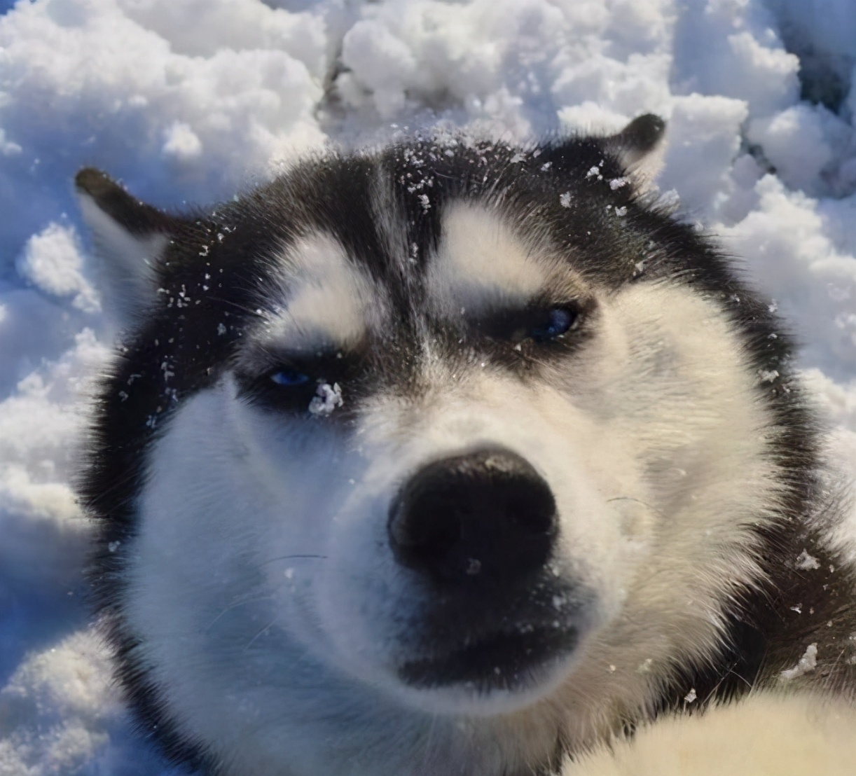 狗狗不容易生病排行榜,狗狗最萌十大排名视频