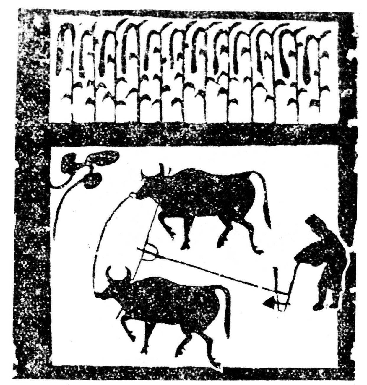 国外牛身上为什么要开洞,牛肚子上开洞放气牛不感染吗