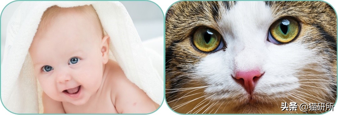 猫咪陷阱怎样做,猫咪陷阱