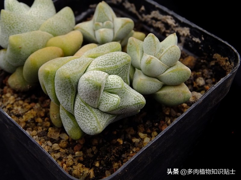 青锁龙属多肉养殖方法,青锁龙的养殖方法和注意事项
