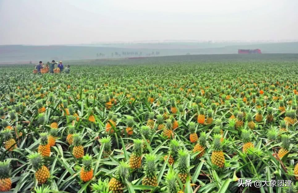 湛江菠萝海在哪个地方,湛江的菠萝海在哪里