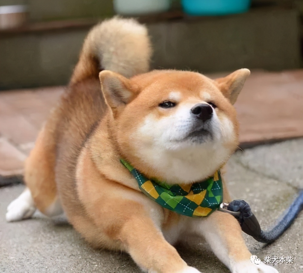 成年柴犬尾巴突然下垂不给碰,柴犬幼犬为什么耳朵又大又下垂