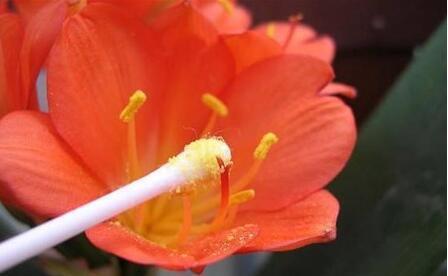 君子兰教你一招每年开花爆盆,君子兰怎么种植长得快而好开花早