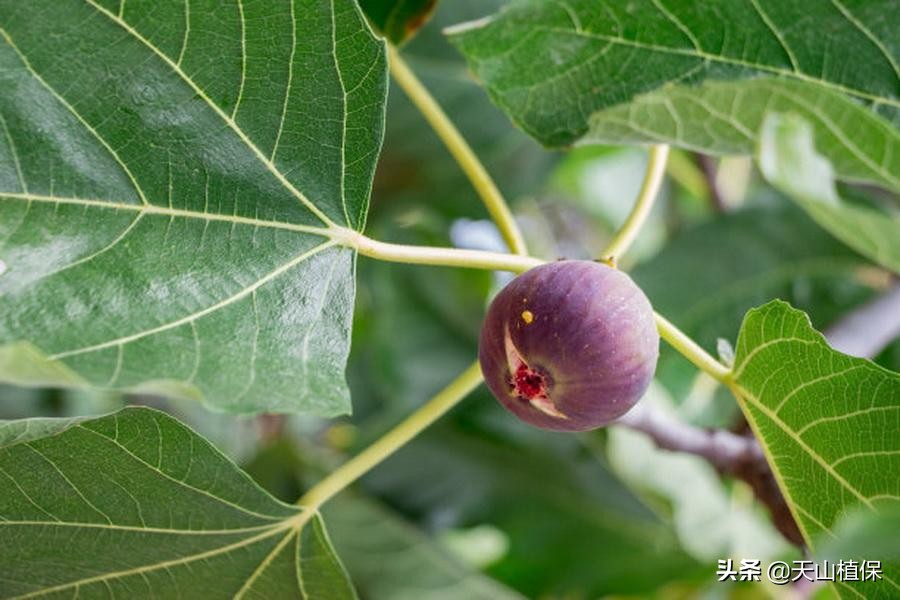 无花果越冬保鲜方法,无花果最先进的保鲜方法