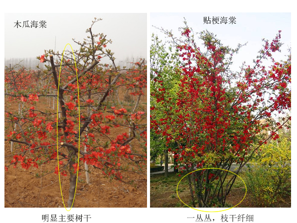 食用海棠和观赏海棠怎么区别,怎么区分海棠的花