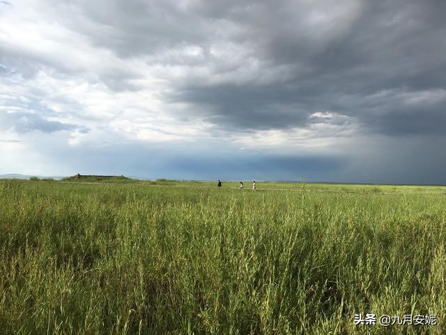 去达里湖看华子鱼洄游,达里诺尔湖华子鱼洄游在哪里