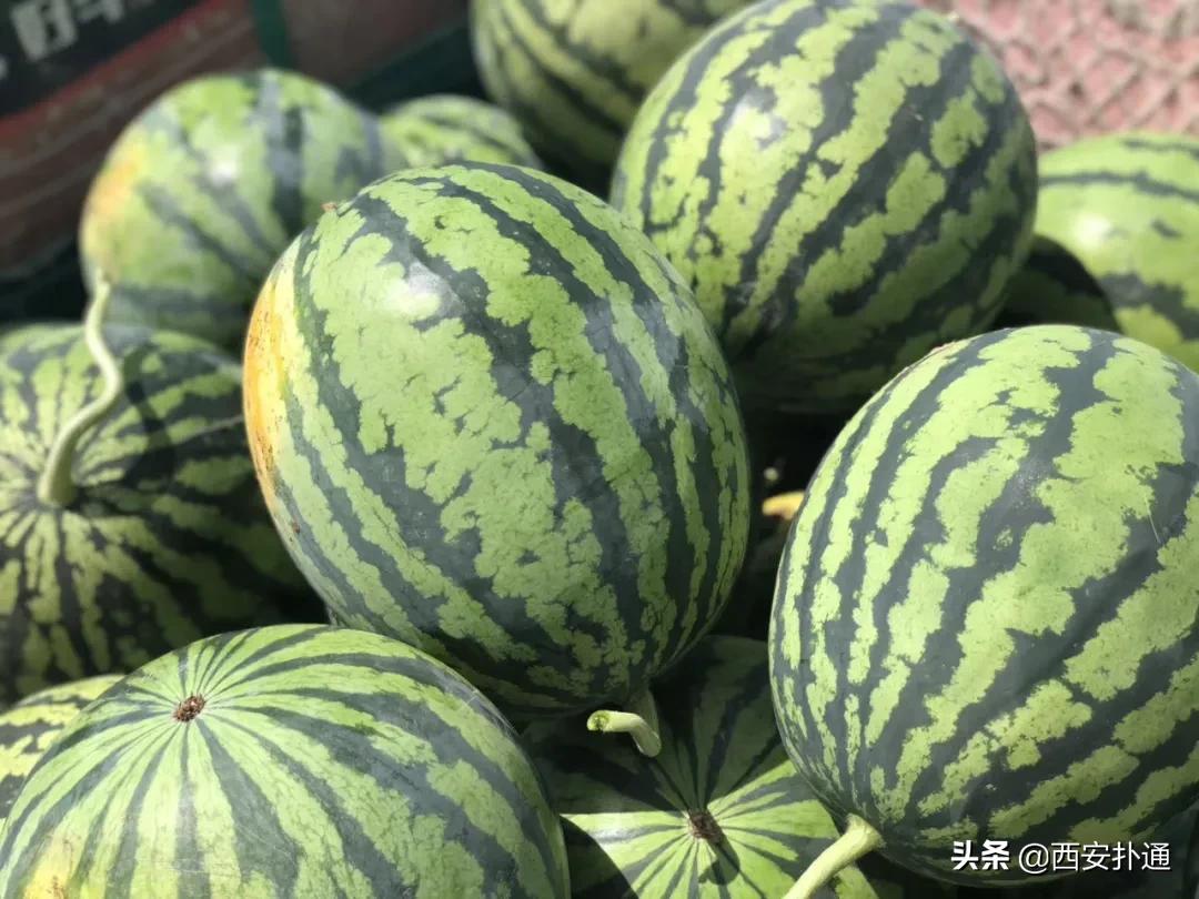 蒲城县好吃的地方推荐晚上,蒲城吃的最多的地方