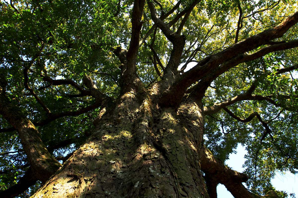 泰国结婚习俗奇葩,泰国奇葩风俗视频
