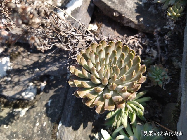 蟾蜍进宅寓意,蟾蜍进屋是吉是凶兆