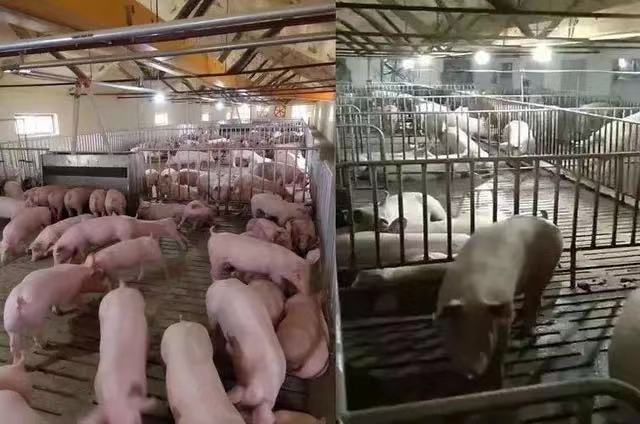 《抗非瘟战略如何布置，分期治疗是关键》——深度剖析