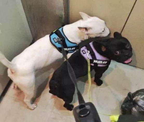 家庭伴侣宠物,家庭伴侣犬适合陪伴孩子的小型犬