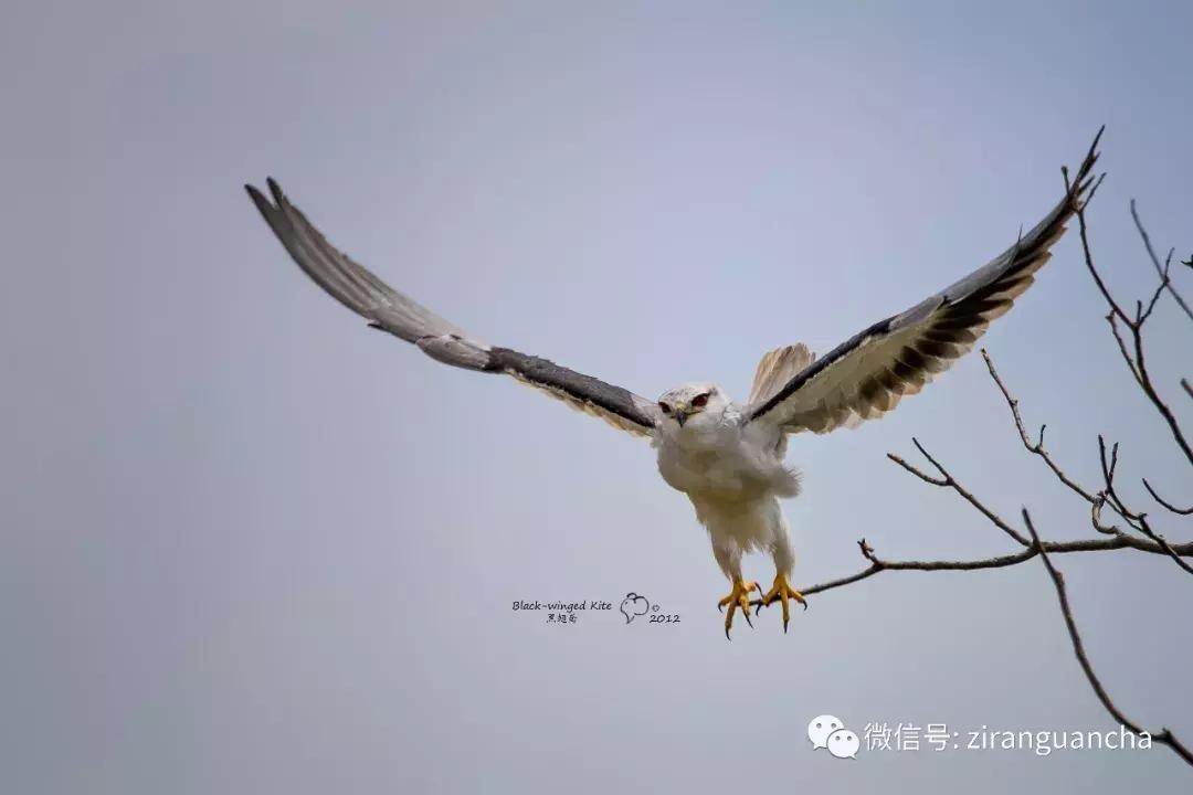 睁大眼睛，别以为它们都是一种鸢