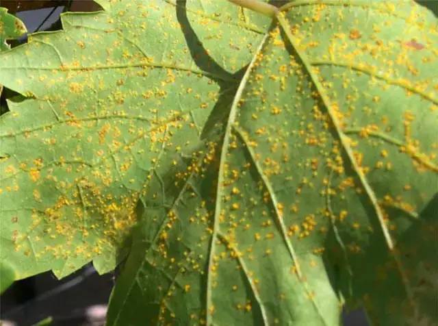 葡萄病害防治识别图谱,葡萄病害鉴定图谱