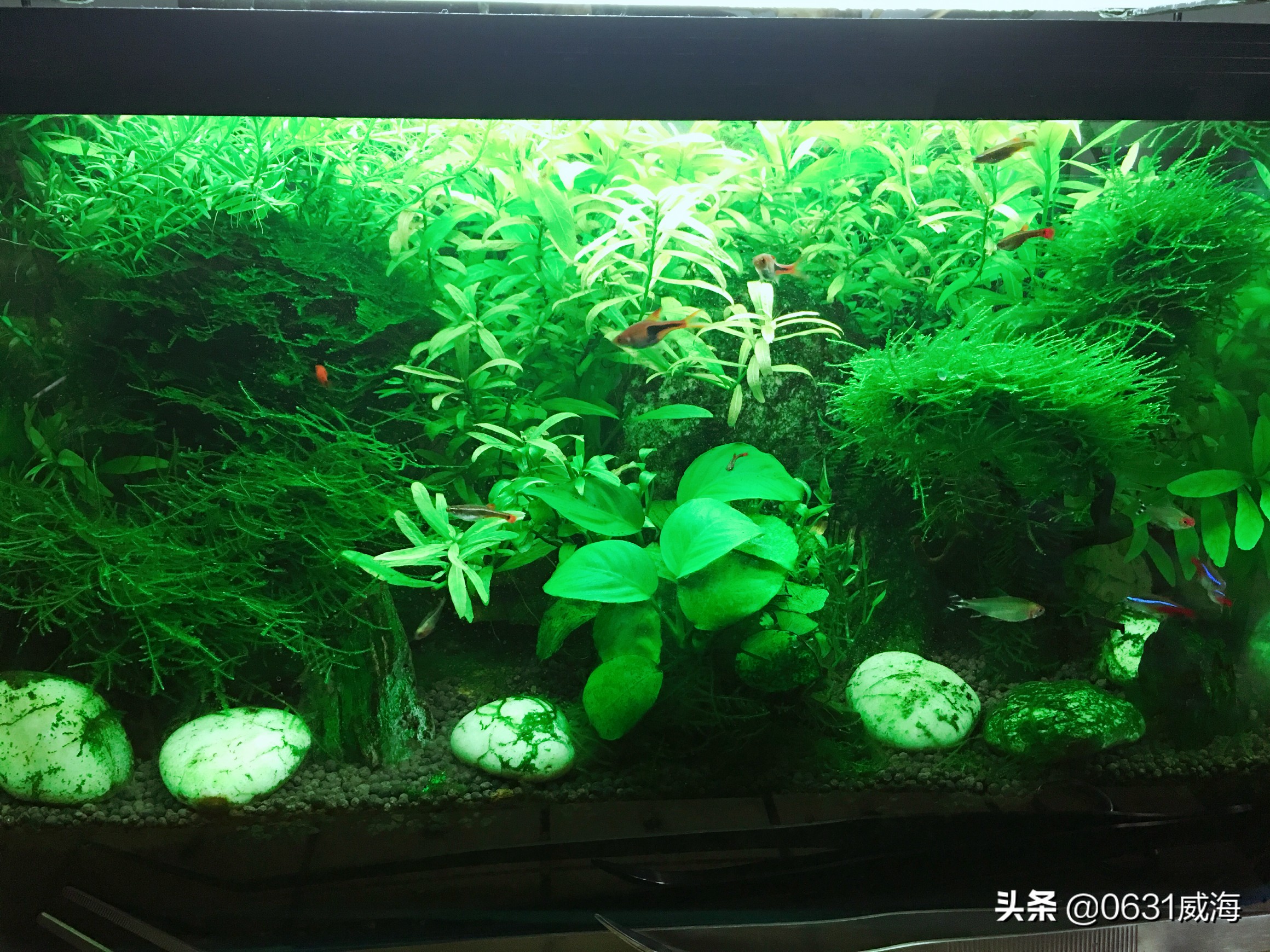 水草溶叶和温度有关吗,绿宫廷水草溶叶是怎么回事