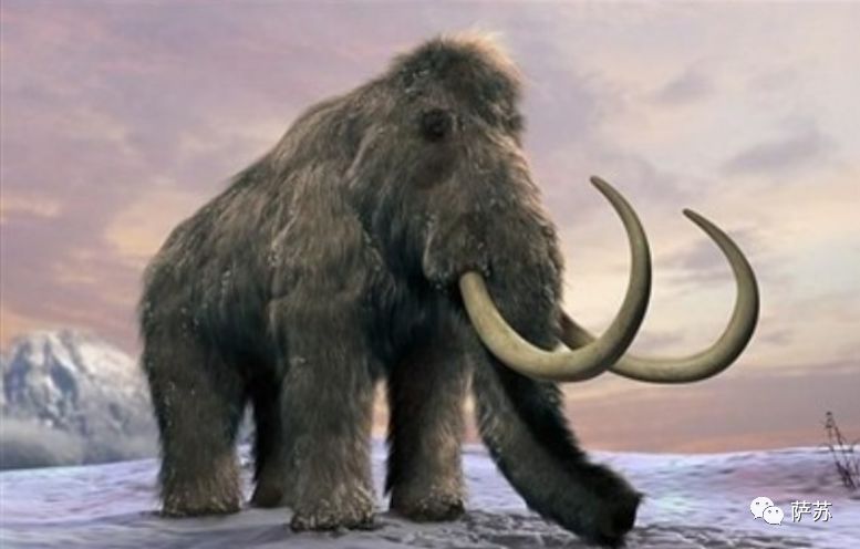 猛犸象灭绝是人类导致的吗,猛犸象灭绝原因的推测有几点