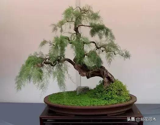 岗松有几个品种,岗松盆景的寓意是什么