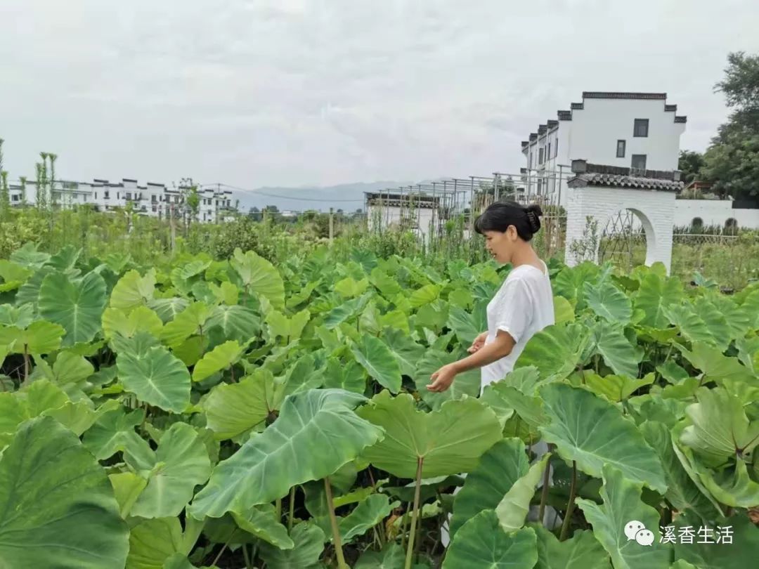 西溪南古村落惬意慢生活,徽州西溪南生活