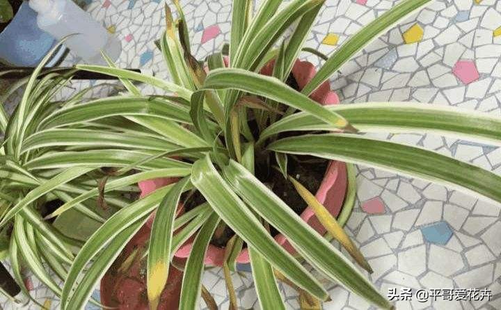 绿萝发财树怎么养才不烂根,吊兰绿萝浇水的正确方法