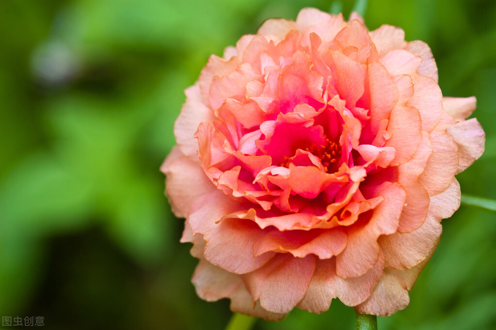 去花市买花千万别买这4种花,秋季花市卖得好的5种花