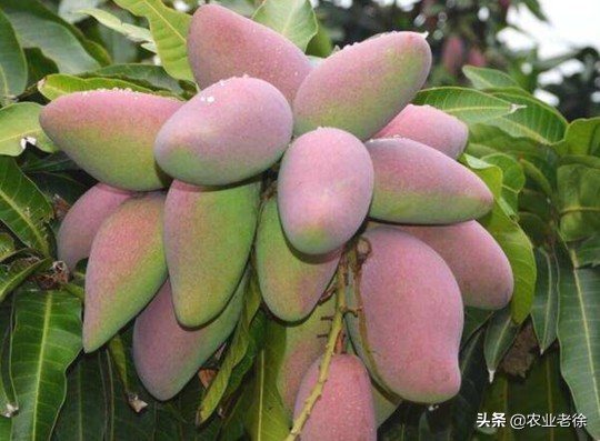 凯特芒果种子怎样育苗,芒果是怎么育苗